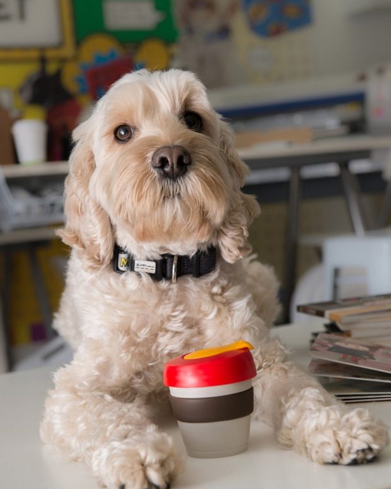 Behind the Brand: IdPet - A sneak peek behind the scenes with pet brand, IdPet and how in just 2 short years they became the go-to online destination for personalised pet products.