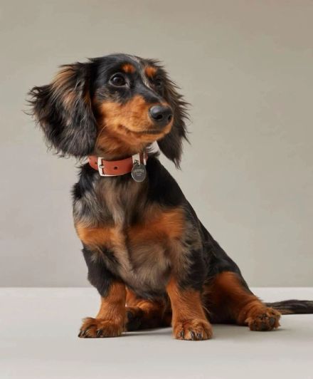 Designer Dog Collars: 15 Luxury High-End Brand Picks