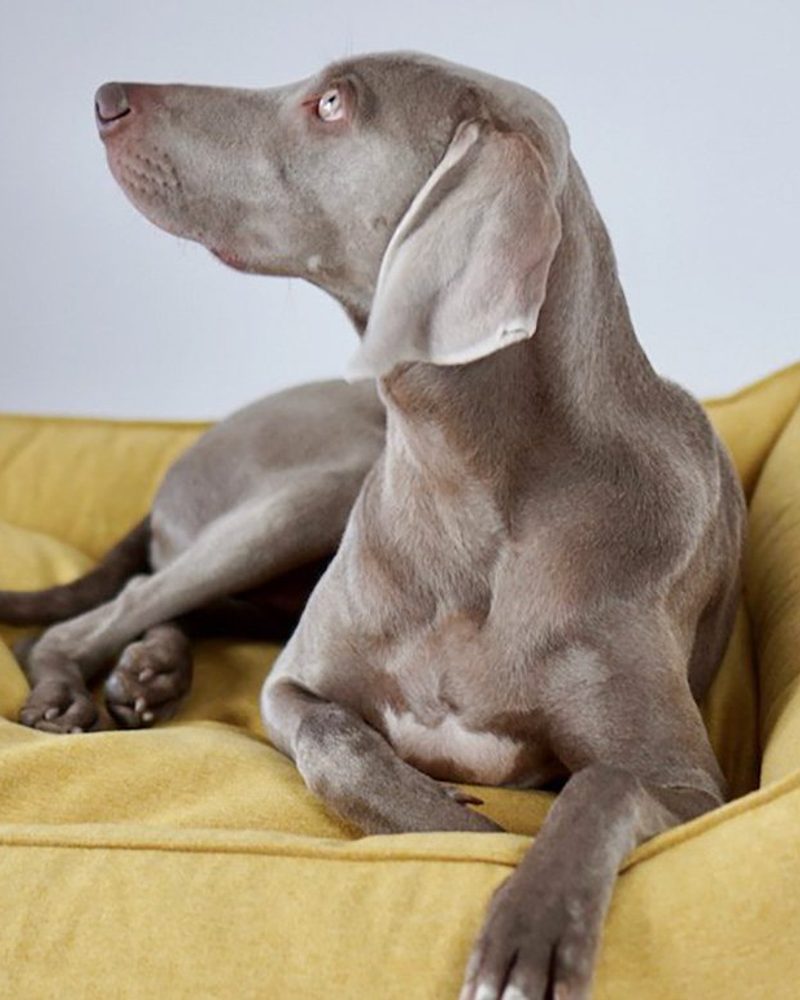 Weimaraner dog on a yellow dog bed featuring Pantone 2021 colors Ultimate Gray and Illuminating.