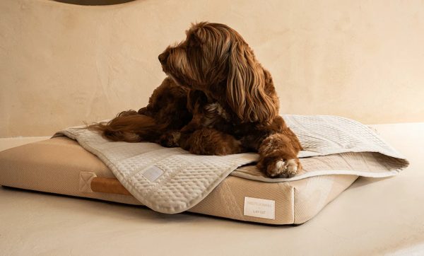 Brown fluffy dog resting on a neutral luxury Australian made dog bed with a quilted top and leather handle.