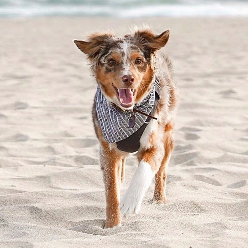 Happy Australian Shepherd running on a beach wearing a patterned bandana and harness from a Black-owned pet brand.