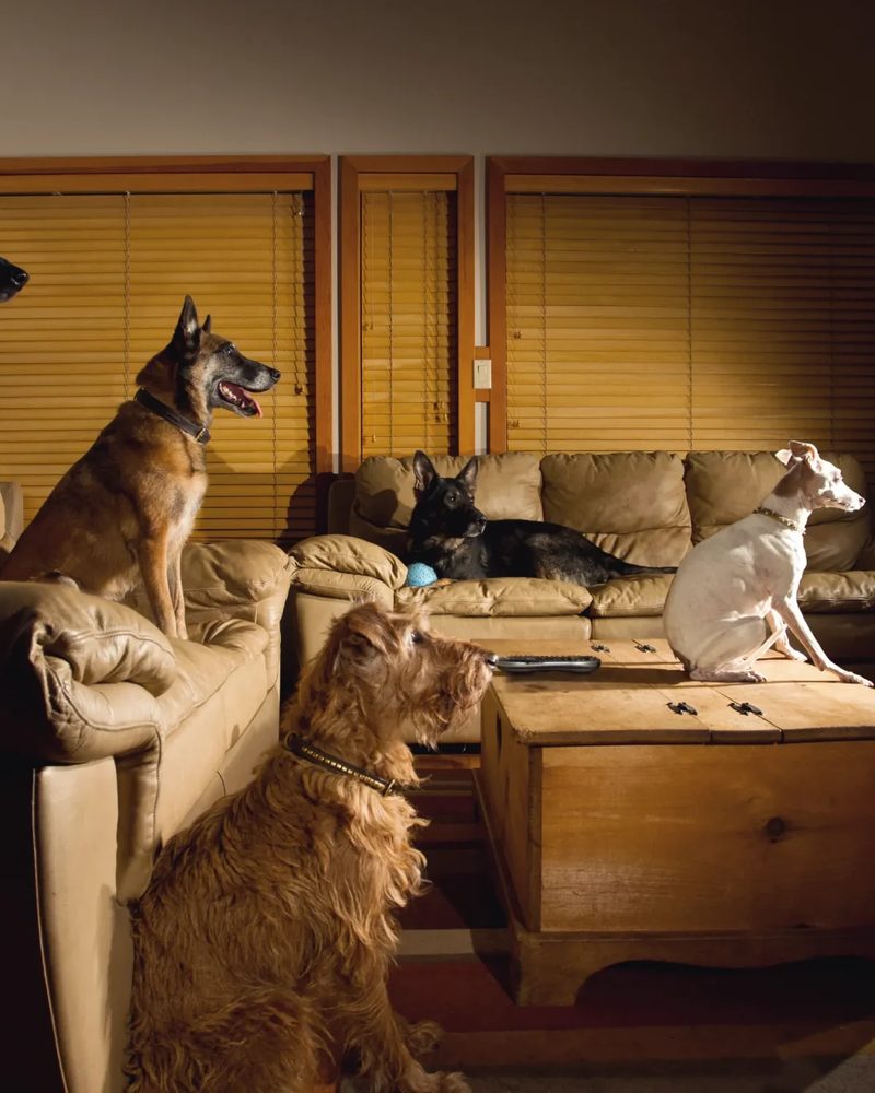 Five dogs of various breeds sitting in a living room and intently watching a dog movie on a bright television screen.