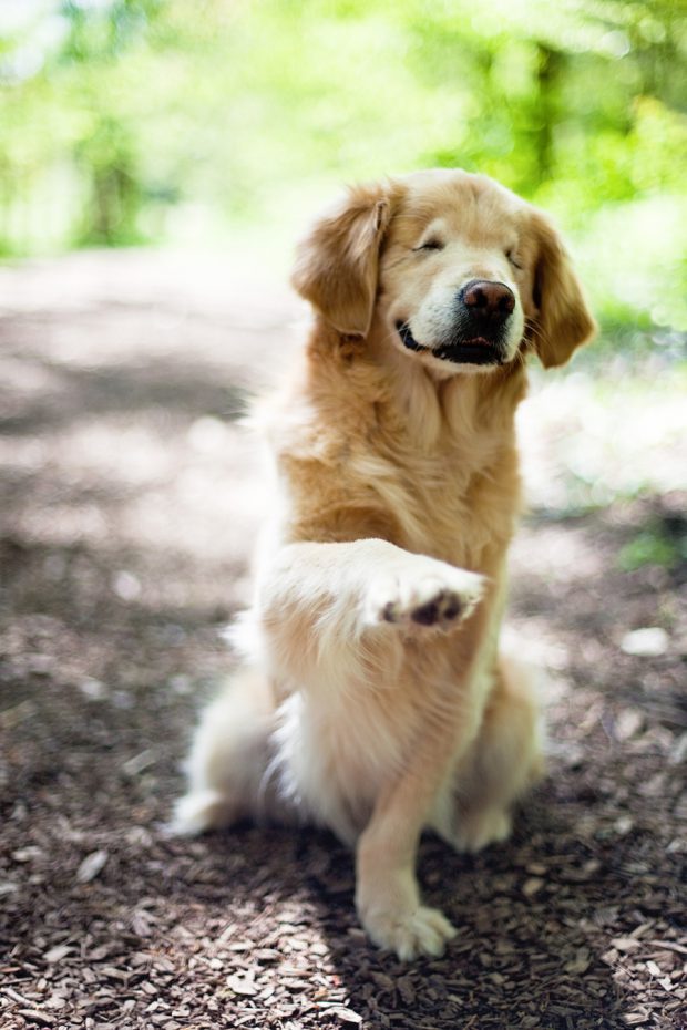 The amazing story of Smiley the Golden Retriever: how a blind dog born in a puppy mill became a therapy dog bringing joy to people all over the world.