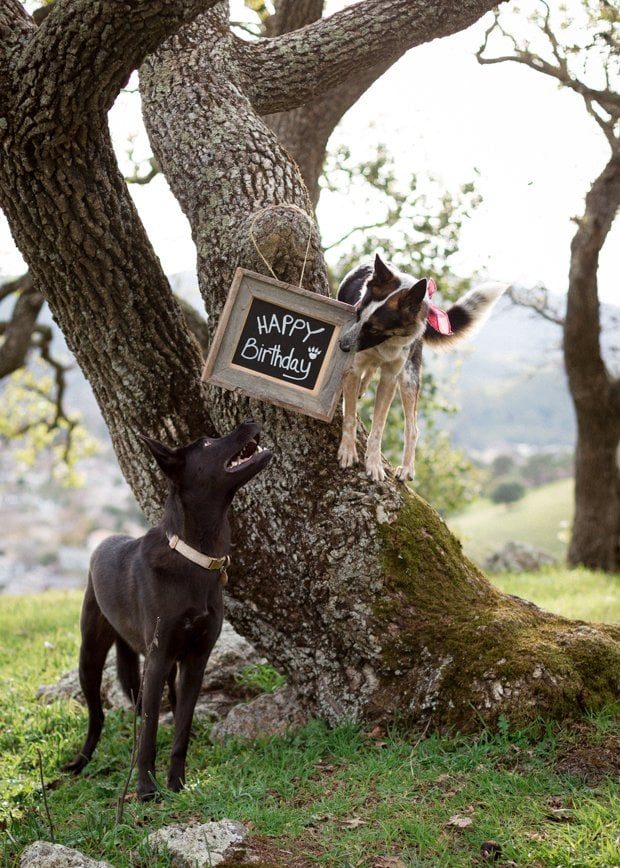 10 Tips for Themed Pet Photoshoot