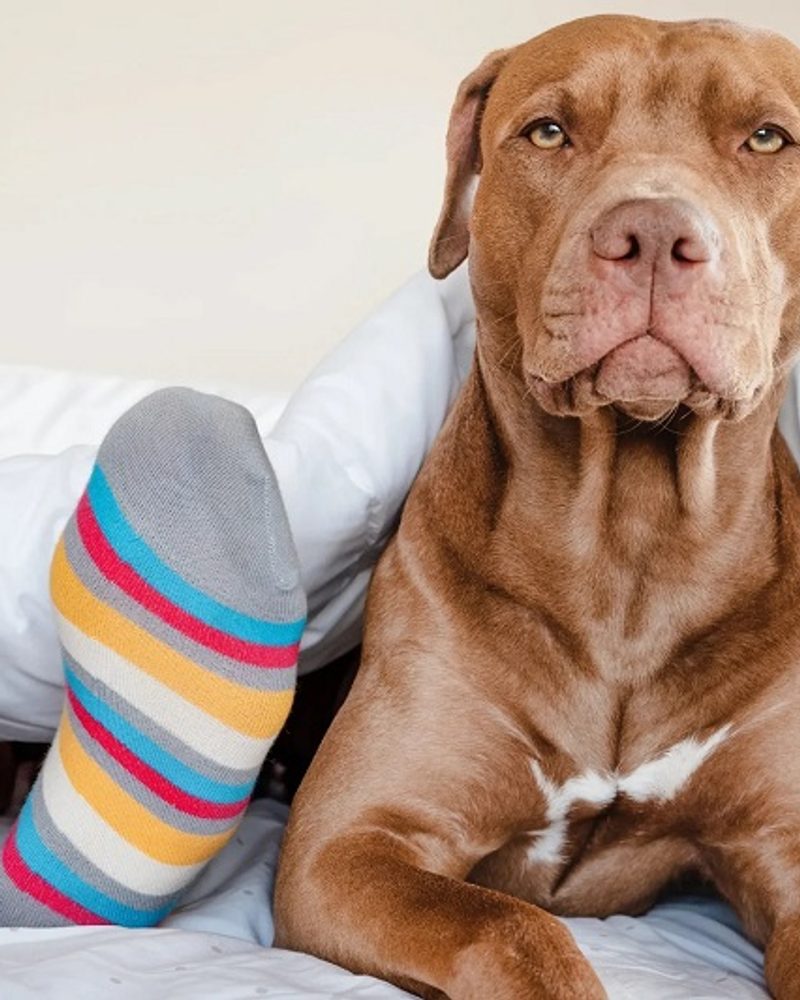 Friendly brown Pit Bull dog lying in bed under a duvet next to colorful socks, debunking common bull breed myths.