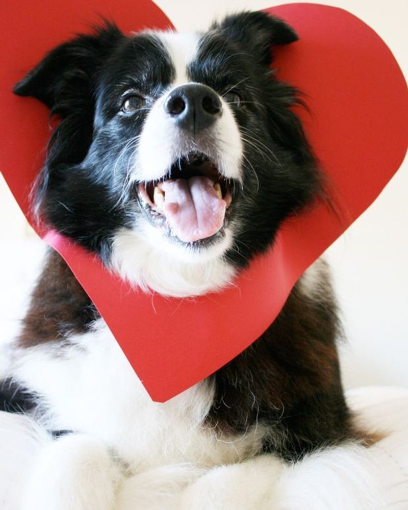 5 Minute Doggie Valentine