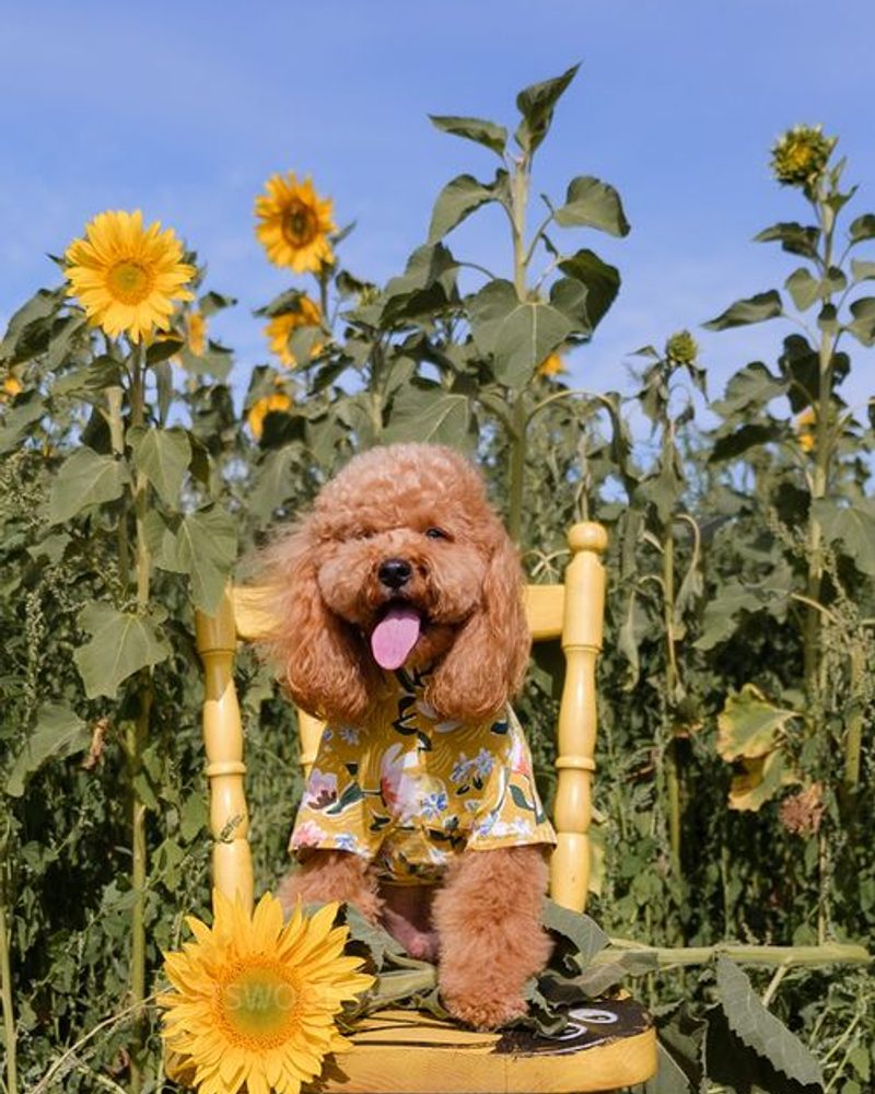Cavoodle at dog-friendly sunflower field near Melbourne