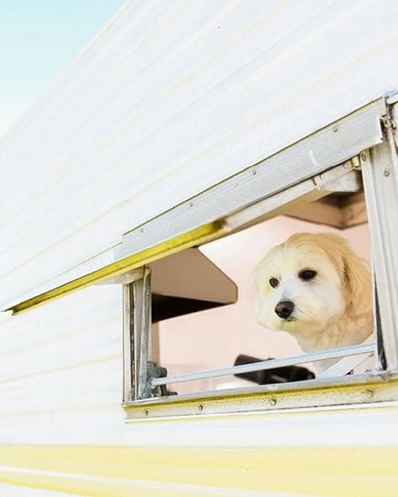 Stylish Pet-Friendly Caravans: The Pawfect Roadtrip!