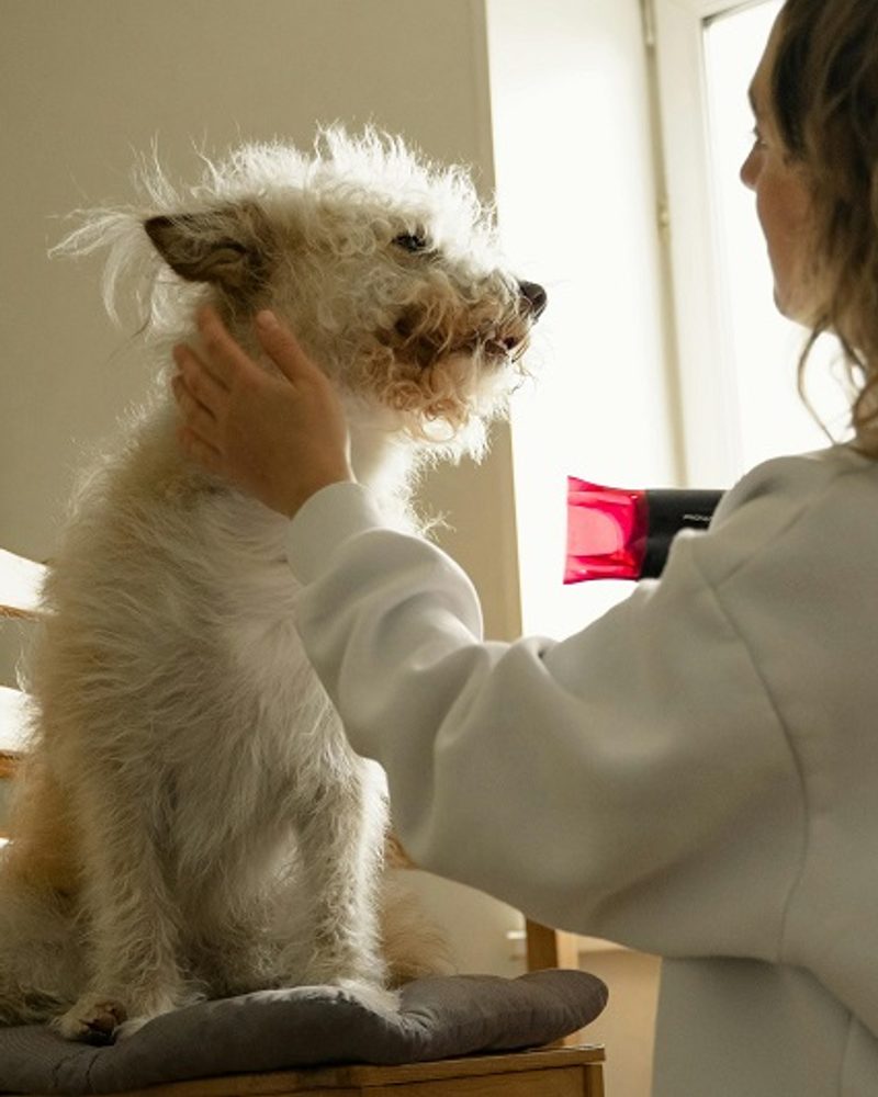 Essential Dog Grooming Skincare