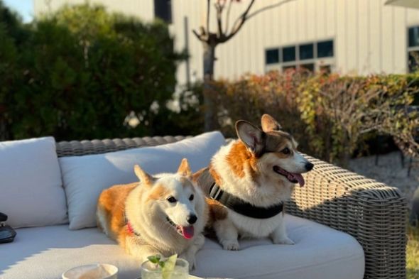 Two corgis sit side by side on a cushioned outdoor wicker sofa.