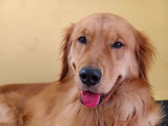 Close-up portrait of a golden retriever with its tongue out against a pale yellow background.
