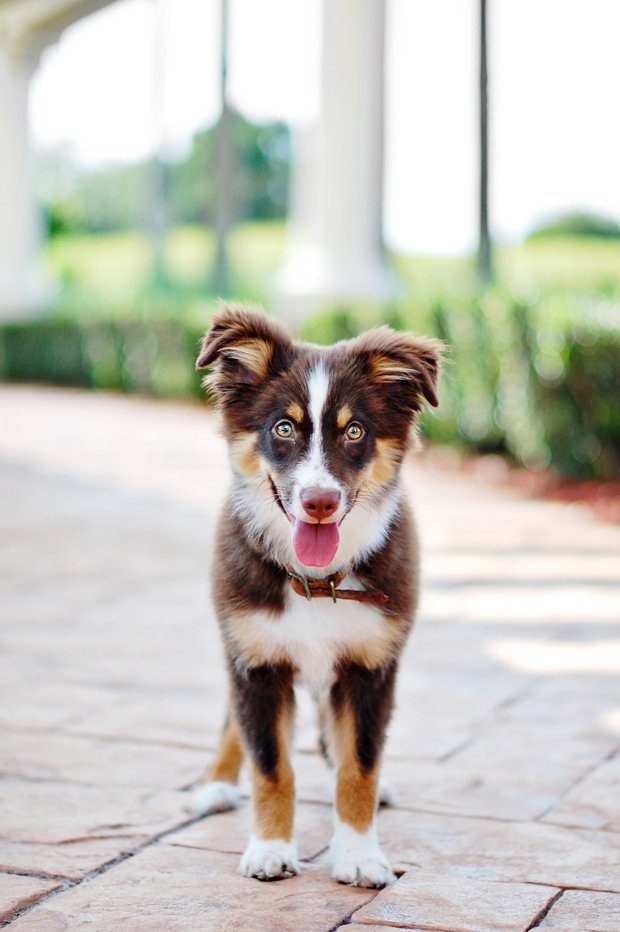 How to Puppy Proof Your Home