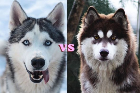 Side-by-side portraits of a Siberian Husky and Alaskan Malamute with “VS” between them.