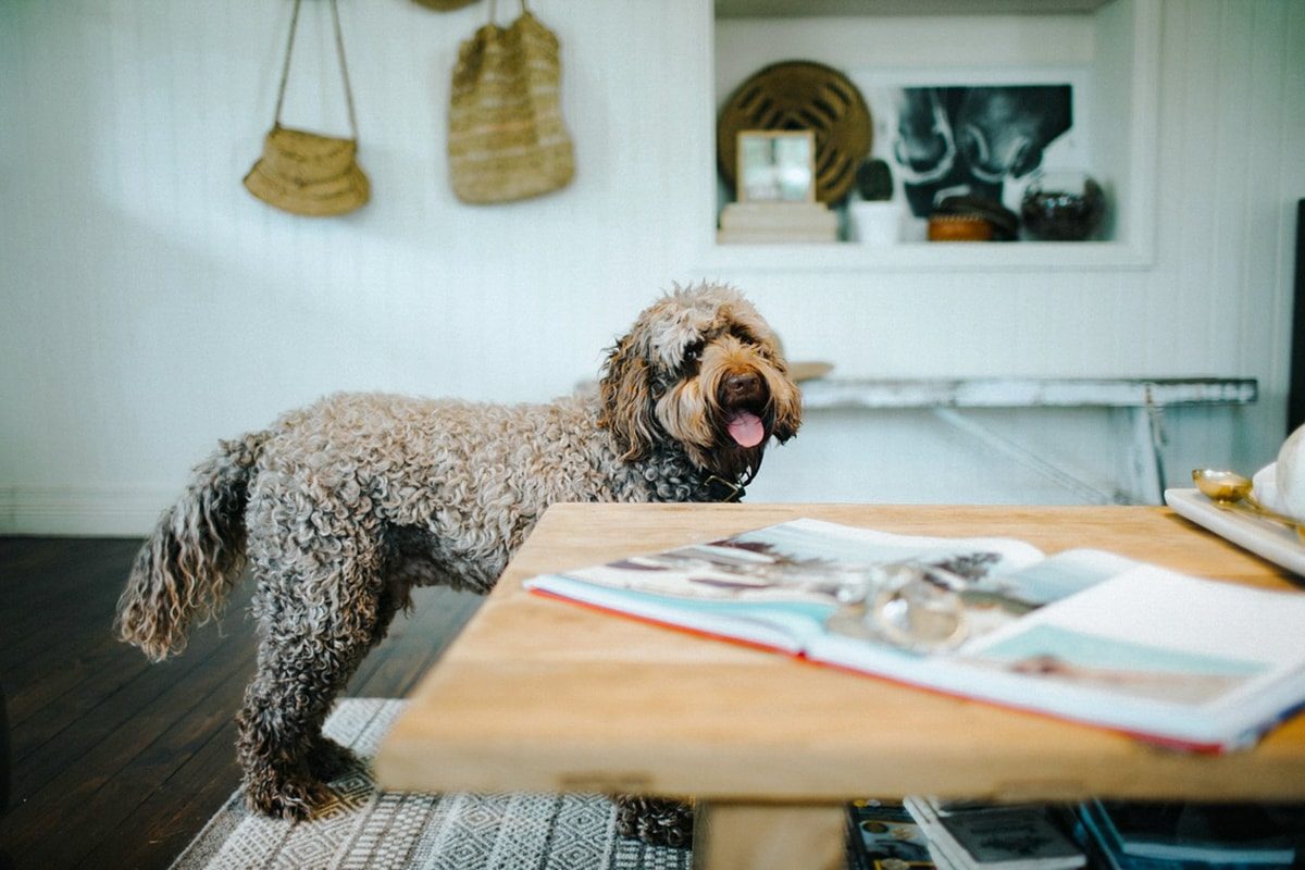 5 Reasons to Do an In-Home Pet Photo Shoot