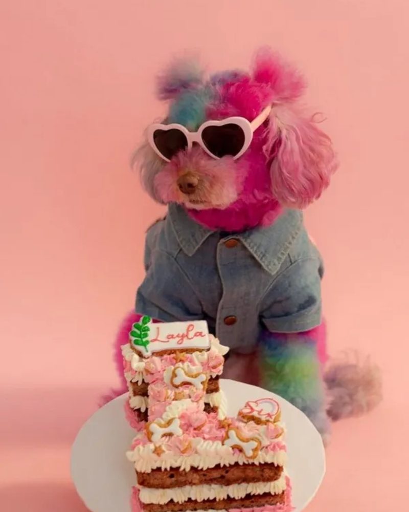 A colorful poodle in sunglasses with a pink homemade dog birthday cake, a perfect DIY dog treat recipe idea.