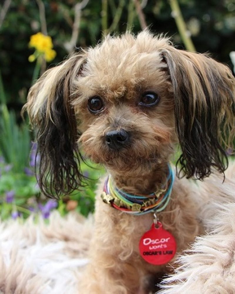 Small scruffy dog wearing a red Oscar’s Law pet ID tag from IdPet fundraiser, sitting outdoors in a garden.