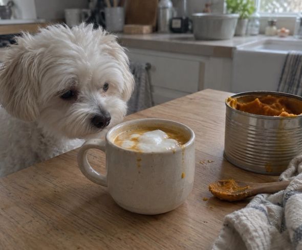 A fluffy white dog looks at a foamy pumpkin drink in a mug next to a can of pumpkin puree.