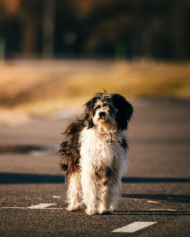 A fluffy black and white dog standing alone on an asphalt road in warm sunlight.