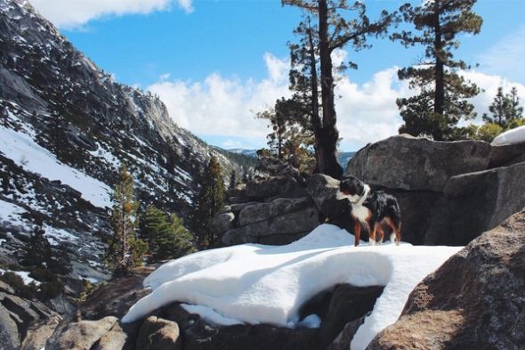A black, white and brown dog stands on a snow-covered rock in a mountainous winter landscape.