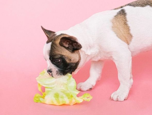 A puppy eats a pale green cabbage leaf on a pink background.