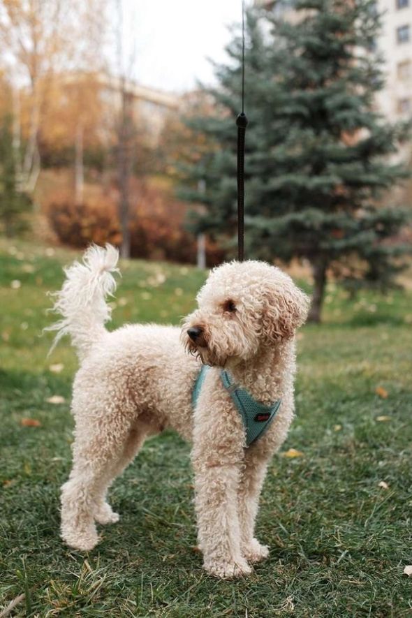 Curly cream-coloured Labradoodle wearing a teal harness and standing on grass in a park.