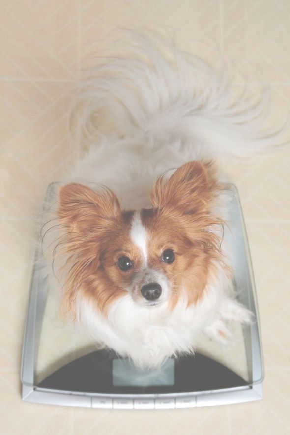 Small dog standing on a bathroom scale.