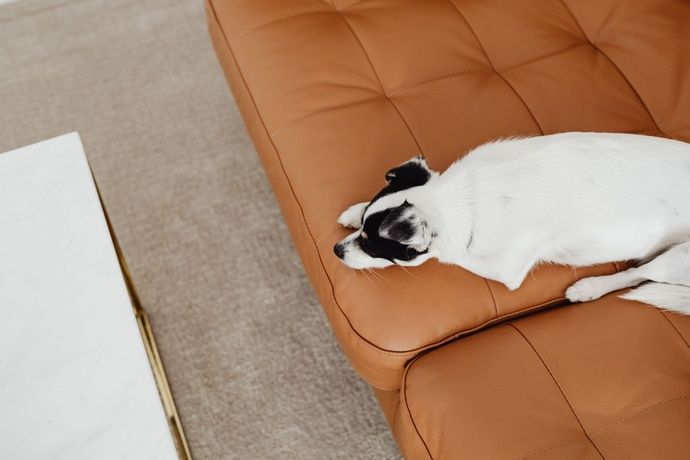 A small white and black dog sleeping on a tufted tan leather sofa.