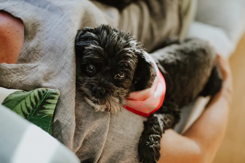 Rescue dog maltese cross with owner