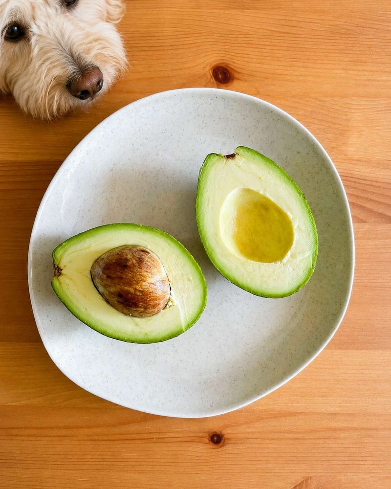 A fluffy dog peering over a wooden table at two avocado halves on a white ceramic plate.