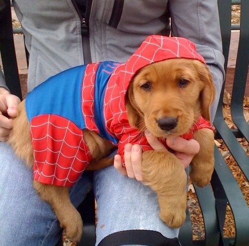 A golden retriever puppy wearing a red and blue Spider-Man costume sits on a person's lap.