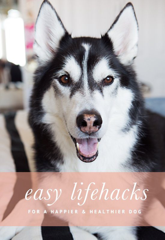 Lifehacks for a Happy and Healthy Dog | Pretty Fluffy