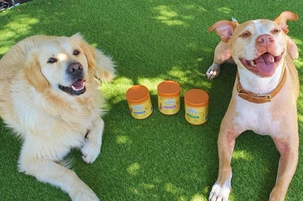 happydogco vitachews