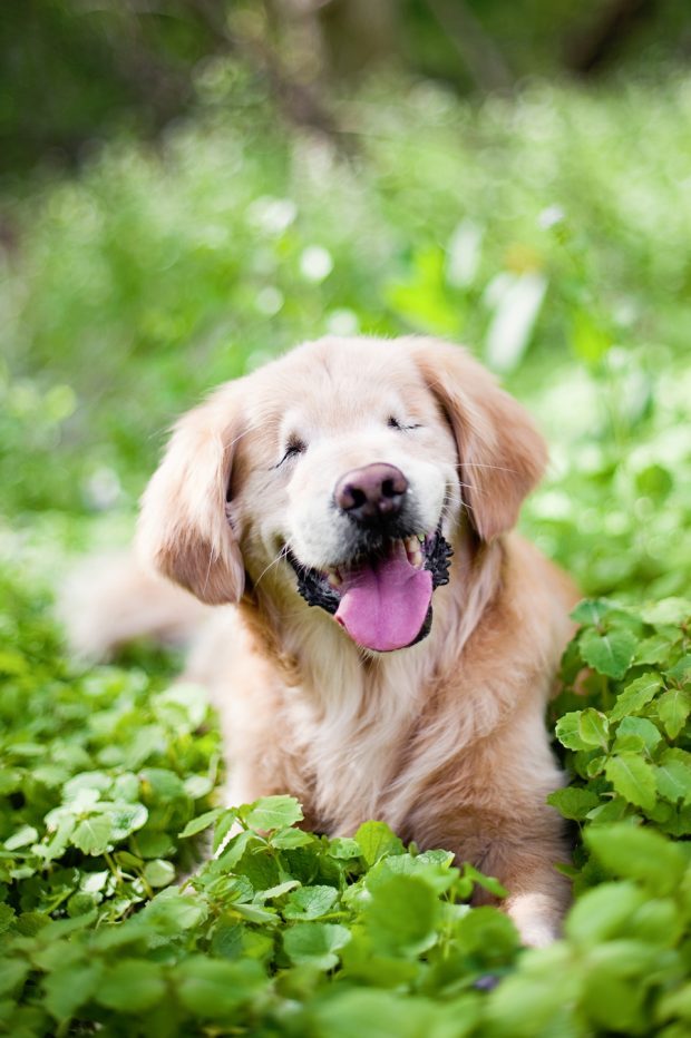 The amazing story of Smiley the Golden Retriever: how a blind dog born in a puppy mill became a therapy dog bringing joy to people all over the world.