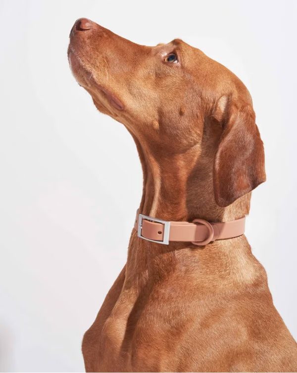 Wild One Cocoa waterproof dog collar in brown