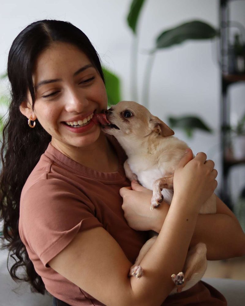 A smiling young woman holds a small tan Chihuahua that is licking her chin.