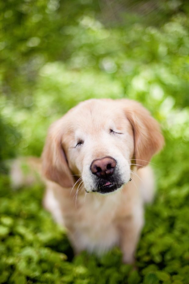 The amazing story of Smiley the Golden Retriever: how a blind dog born in a puppy mill became a therapy dog bringing joy to people all over the world.