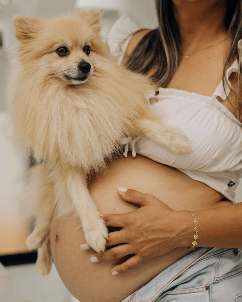 A pregnant woman holding a small fluffy Pomeranian next to her baby bump.