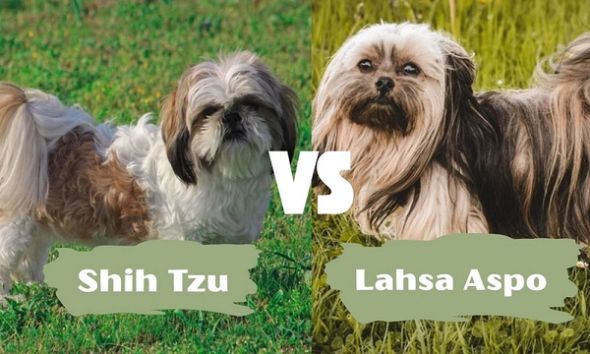 Split image comparing a Shih Tzu and Lhasa Apso, with “VS” between them.