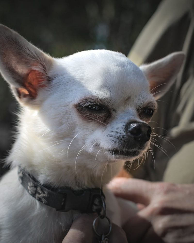 why do chihuahuas get so angry