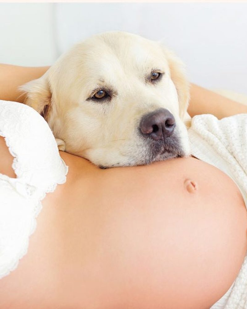 How to Prepare Your Dog for a Baby (a Dog Lover’s Guide)