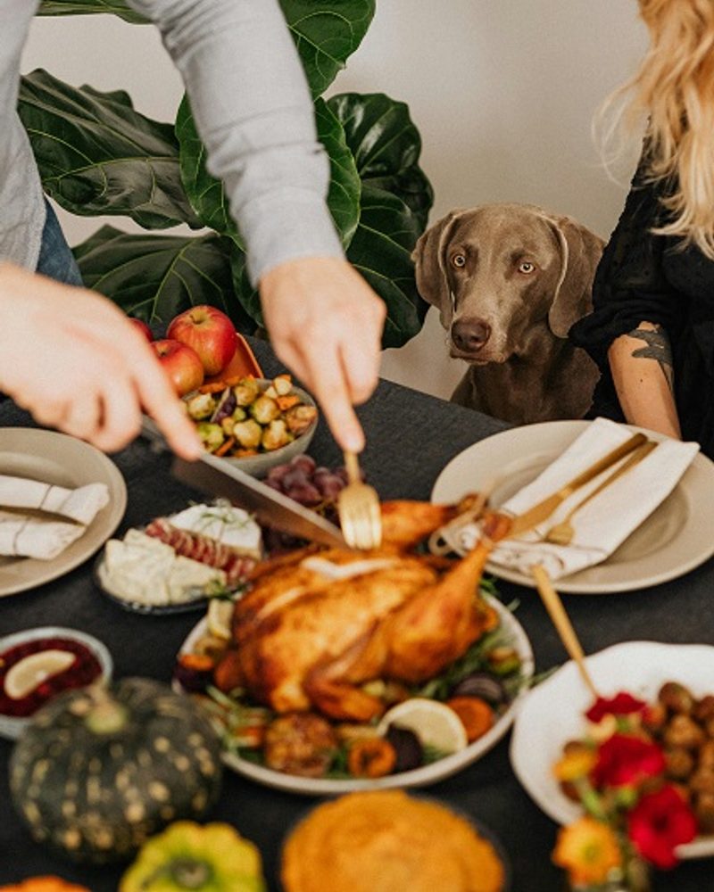 Give thanks to the furry friends in your life, with our top gift picks, tips and tricks for a happy and safe Thanksgiving for dogs.