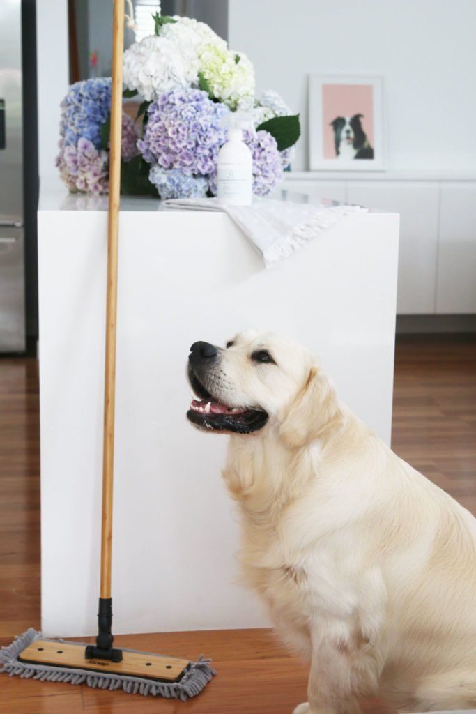 Your Ultimate Guide for Cleaning with Pets