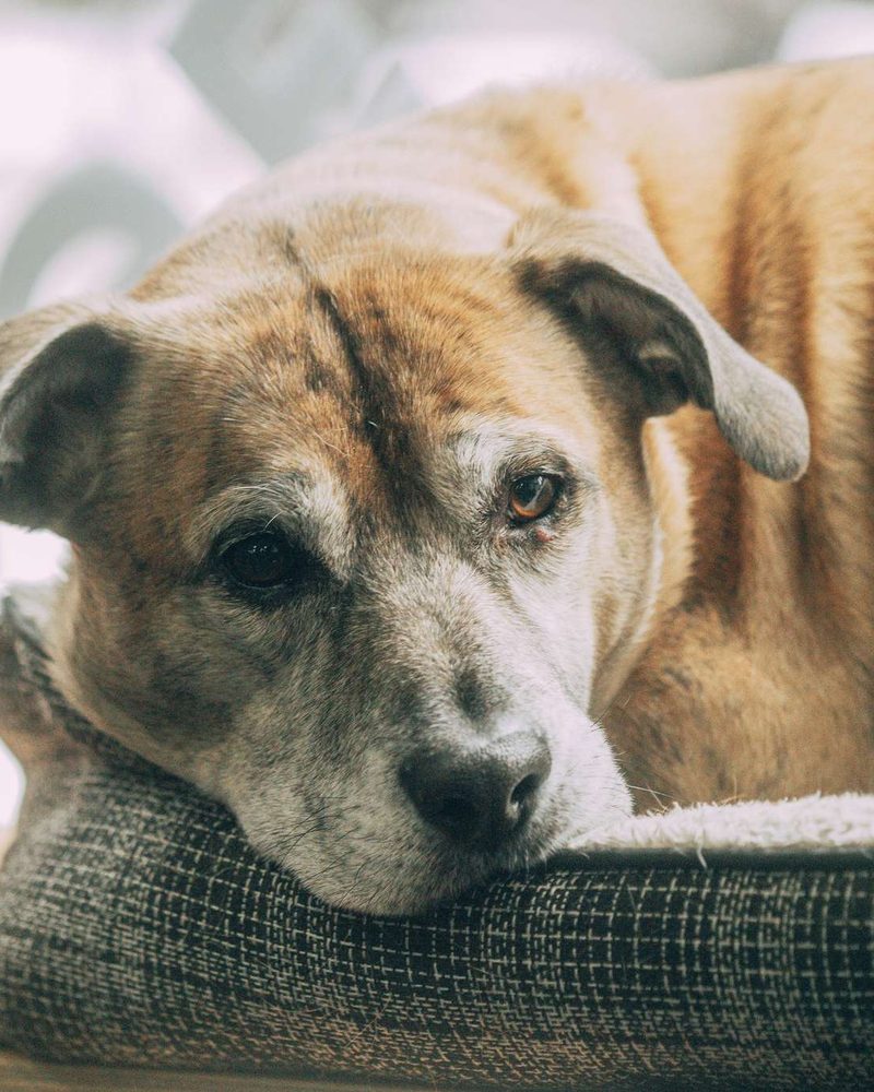 A senior dog with a grey muzzle rests its head on a cushioned dog bed.