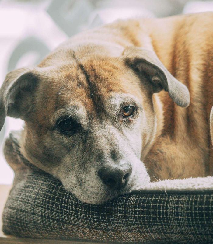 A senior dog with a grey muzzle rests its head on a cushioned dog bed.