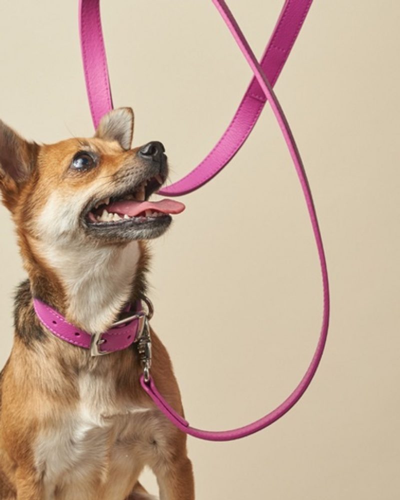 BOco Dog Collars and Leads