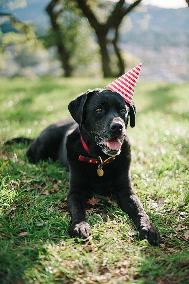 10 Tips for Themed Pet Photoshoot