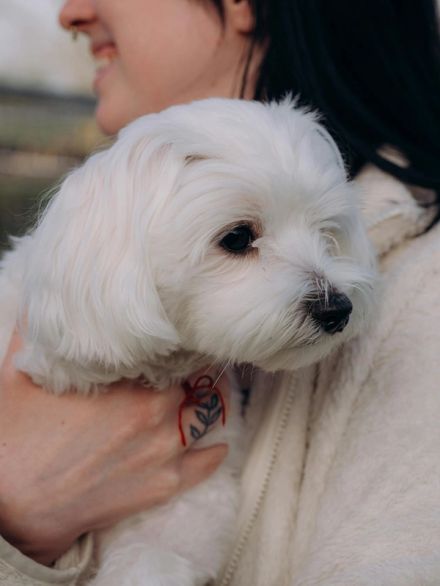 20 Best Dogs for First-Time Owners: Beginner Breeds