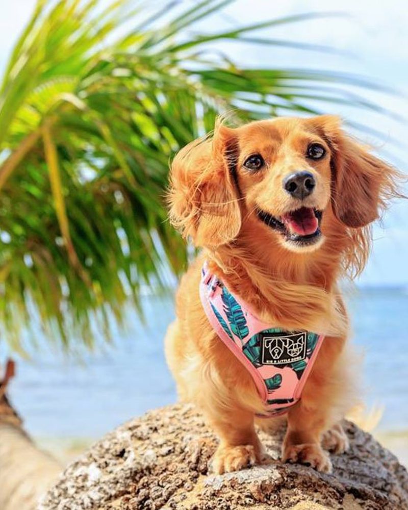 Long-haired dachshund wearing a tropical palm leaf harness on a beach, showcasing the latest tropical dog trends.