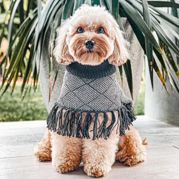 Stylish dog wearing a fringed sweater, sitting in front of a plant.