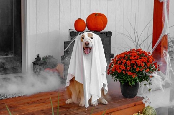 A dog wearing a white sheet ghost costume sits on a porch decorated with pumpkins.